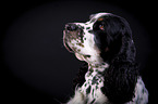 English Springer Spaniel Portrait