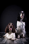 two English Springer Spaniels