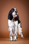 standing English Springer Spaniel