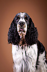 English Springer Spaniel Portrait