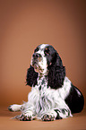 lying English Springer Spaniel