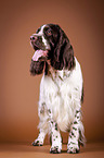 standing English Springer Spaniel