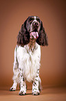 standing English Springer Spaniel