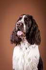 English Springer Spaniel Portrait
