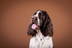 English Springer Spaniel Portrait