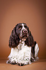 lying English Springer Spaniel