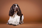 lying English Springer Spaniel