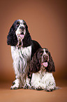 two English Springer Spaniels