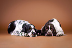 two English Springer Spaniels