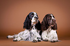 two English Springer Spaniels
