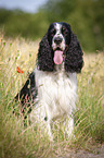sitting English Springer Spaniel