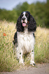 standing English Springer Spaniel