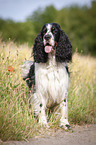 standing English Springer Spaniel