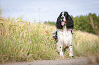 standing English Springer Spaniel