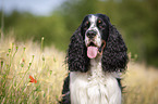English Springer Spaniel Portrait