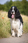 standing English Springer Spaniel