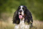 English Springer Spaniel Portrait