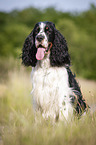 sitting English Springer Spaniel