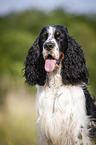 English Springer Spaniel Portrait