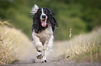 running English Springer Spaniel