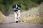 playing English Springer Spaniel