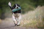 playing English Springer Spaniel