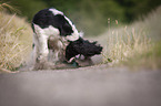 playing English Springer Spaniel