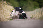 playing English Springer Spaniel