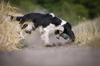 playing English Springer Spaniel