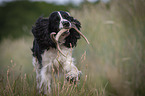 playing English Springer Spaniel