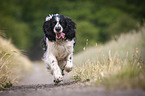 running English Springer Spaniel
