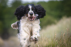 running English Springer Spaniel
