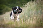 playing English Springer Spaniel