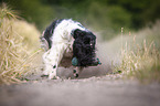 playing English Springer Spaniel