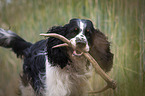English Springer Spaniel Portrait