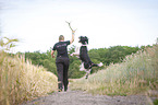 playing English Springer Spaniel