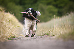 running English Springer Spaniel