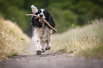 running English Springer Spaniel