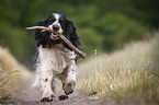 playing English Springer Spaniel