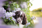 English springer spaniel in lilac