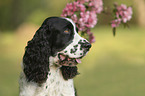 English Springer Spaniel portrait