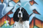English Springer Spaniel Portrait