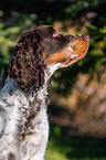 English Springer Spaniel Portrait