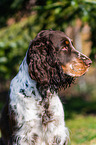 English Springer Spaniel Portrait