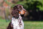 English Springer Spaniel Portrait