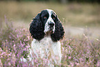 English Springer Spaniel