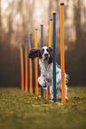 English Springer Spaniel