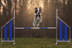 English Springer Spaniel