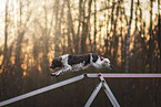 English Springer Spaniel