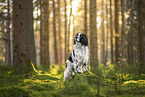 English Springer Spaniel